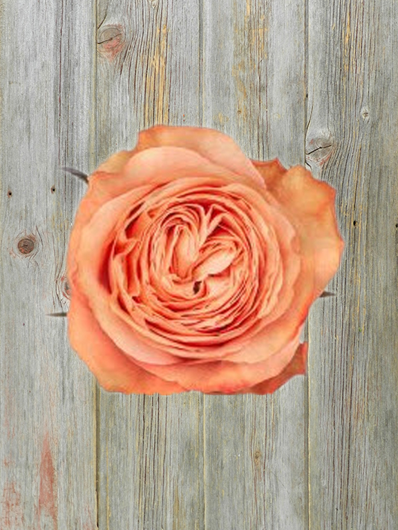 AHMAZE  ORANGE GARDEN ROSE